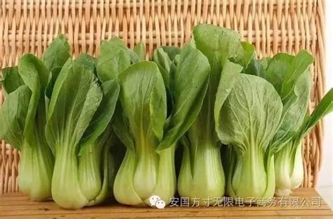 小白菜種子哪裡買